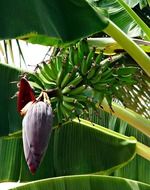 banana blossoms on a tree
