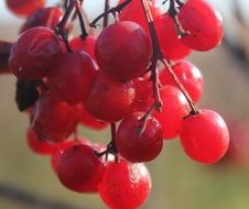 cluster of red berries