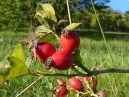 red rose hip on a sunny day