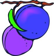 purple plums drawing