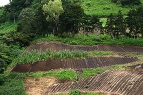 landscape of vegetable farm