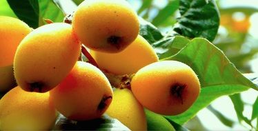 loquats fruit Sicily