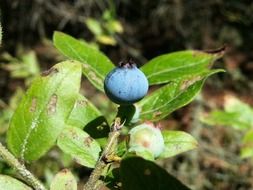 Single blueberry in the woods