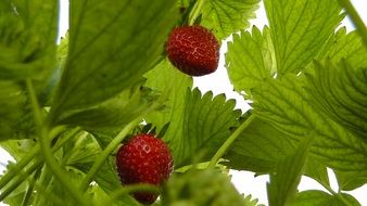 ripening red strawberries