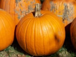 closeup photo of the orange pumpkins