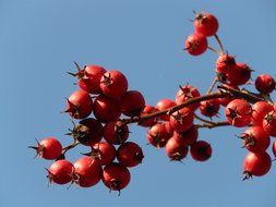 red berries fruits on tree view