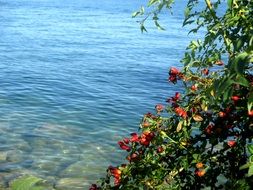 wild rose bush over the lake