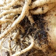root tuber