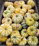 Plenty of big yellow pumpkins