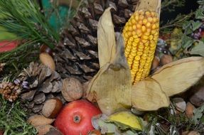 center fruits