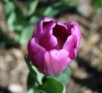 natural blossom of bright pink rose flower