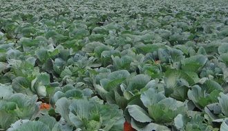 cabbage crop field
