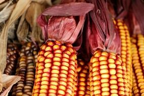 cobs of indian corn