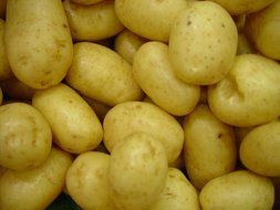 washed white potato