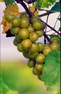 bunches of green grapes in the garden