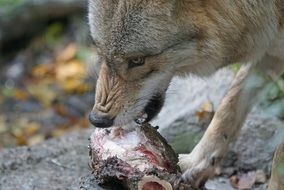 mongolian wolf