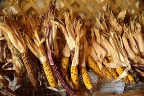 dry corn on the ground
