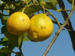 Close-up of two ripe lemons on a branch at blue sky background