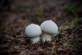 two alone mushroom