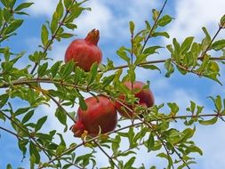 grenade fruits on branch at sky