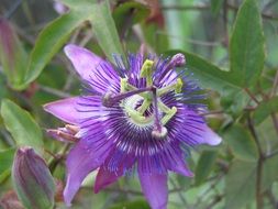violet flower in the nature