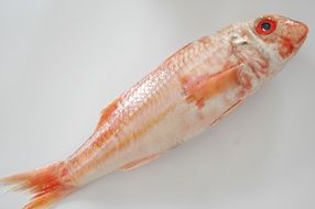 beautiful red fish