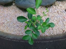 Plant is growing near the stones