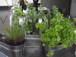 Green aromatic herbs grow in the pots