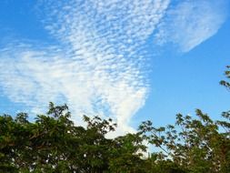 orchard trees against the sky