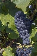 ripe blue grapes on grapevine