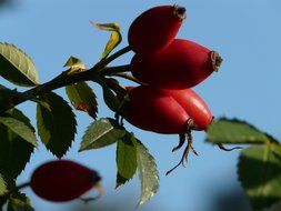 rosehip on a branch with green leaves against the sky
