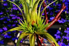 tillandsia flower