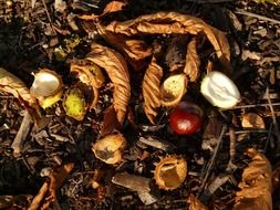 autumn buckeye fruit on the ground