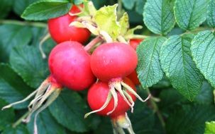 red rosehip close up