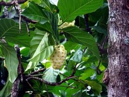 white fruits of a noni tree