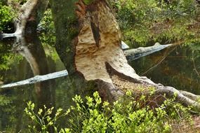 damaged tree and rodent near the water