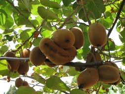 kiwi fruits in nature