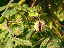 Chestnut in shell on the tree