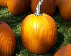 harvest of pumpkins in October