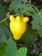 yellow exotic fruit in south america