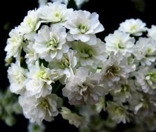 white lush flowers close up