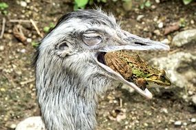 emu head