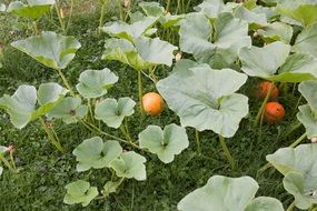 pumpkin in Hokkaido