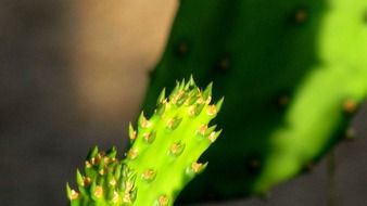 the tip of a green prickly cactus close-up