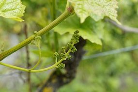 grape cultivation