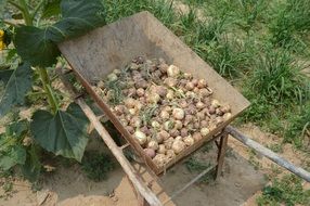 onion harvest on a metal wheelbarrow