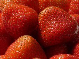 fresh red strawberries macro