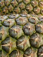 green pineapple peel close up