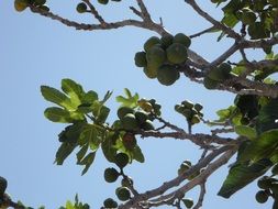 fruit green fig tree