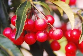 bush with red berries close up